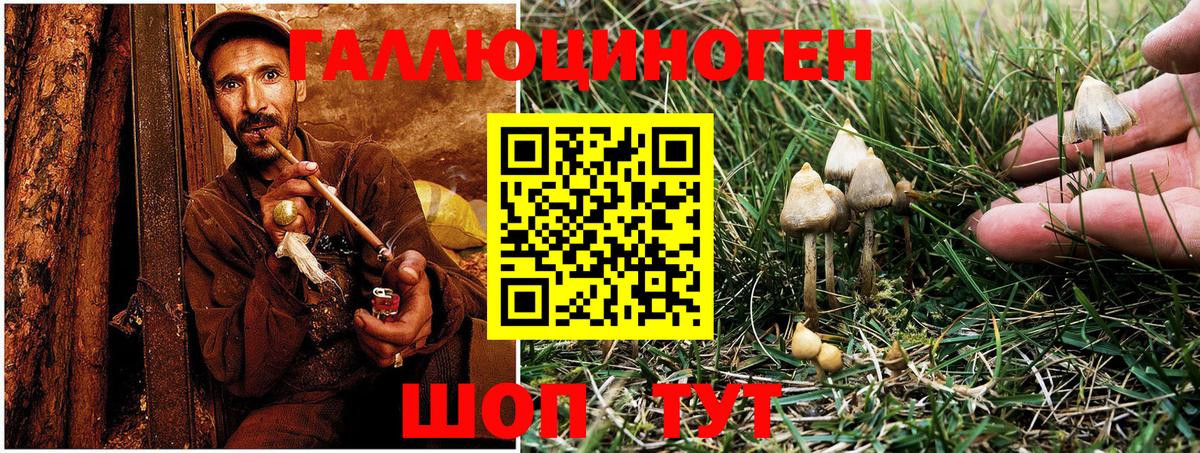 Галлюциногенные грибы Psilocybine cubensis Ногинск